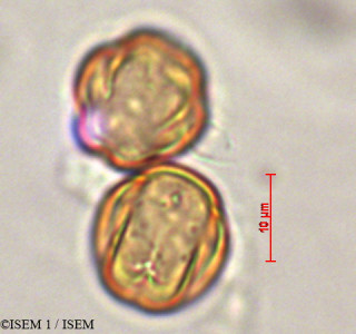 Miconia hymenanthera - lame n° 29345